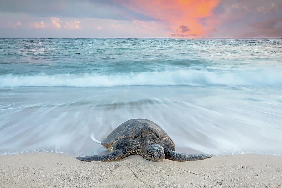 Misty Honu Photograph by Drew Sulock - Fine Art America