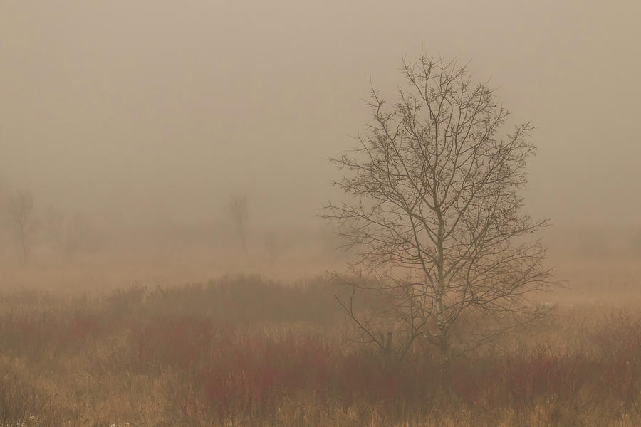 Misty Late Fall Landscape Photograph by Patti Deters