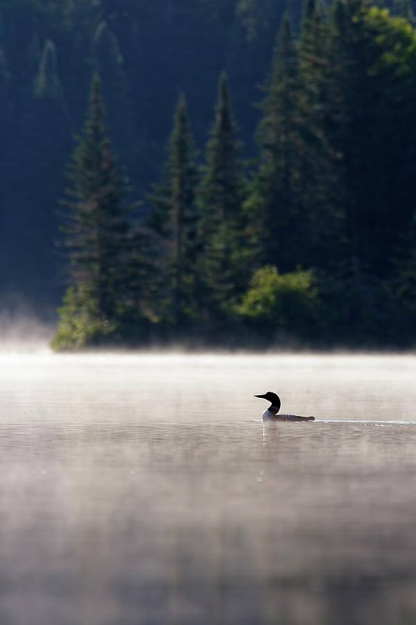Summer Photograph - Misty Loon by Mircea Costina Photography