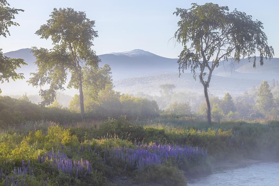 Misty Lupine Snow Morning Photograph by White Mountain Images