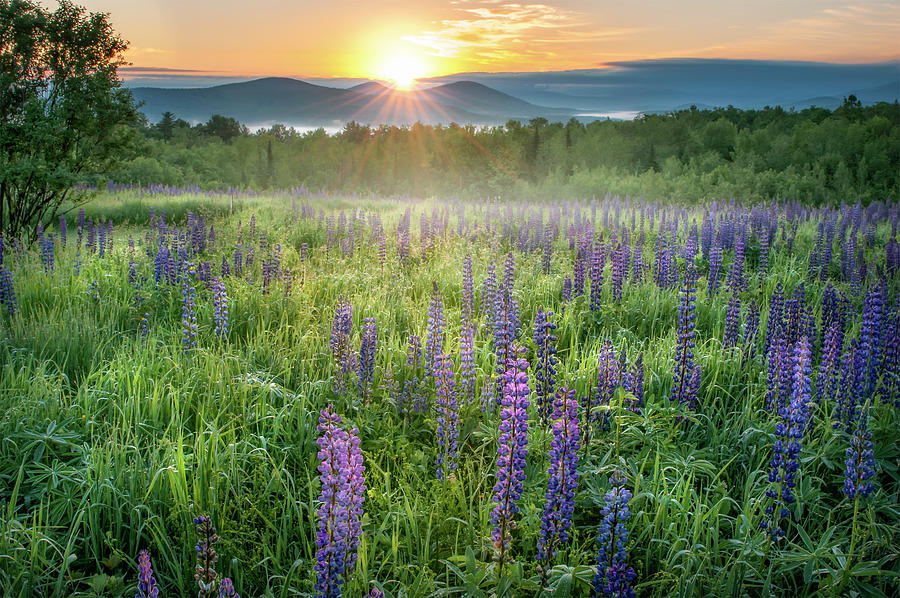 Misty Lupines at Samplers Fields - White Mountains New Hampshire Photograph by Photos by Thom