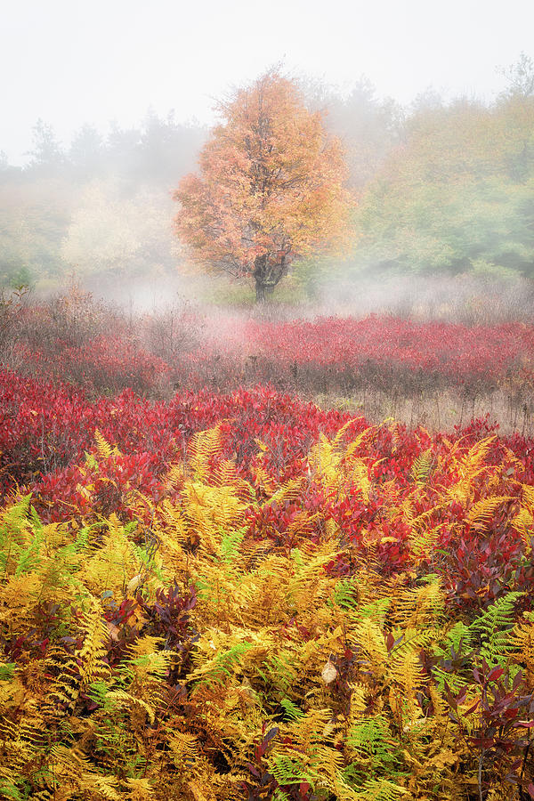 Misty Maple Photograph by C  Renee Martin