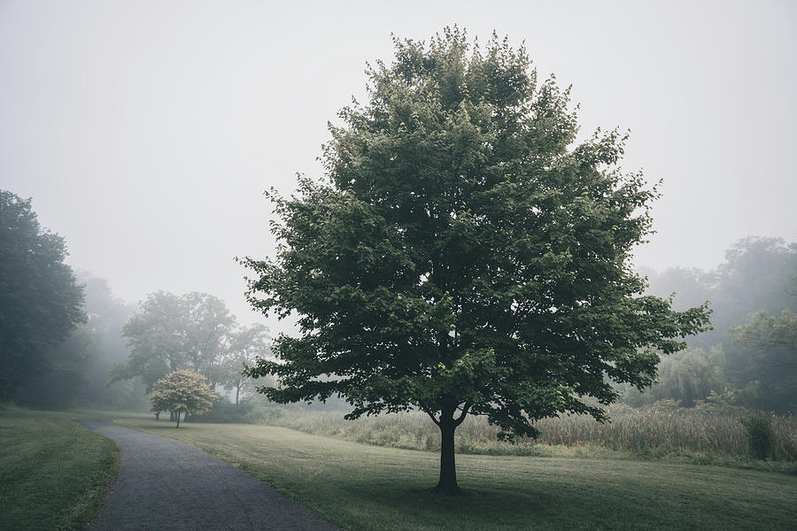 Misty Maple In the Parkway Photograph by Jason Fink