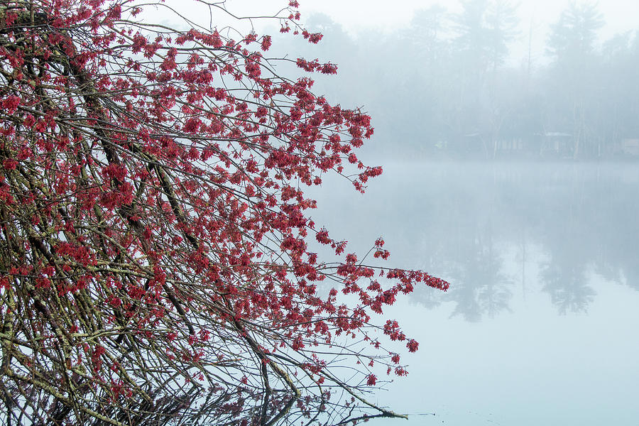 Misty Maple Reflections Photograph by Kristia Adams