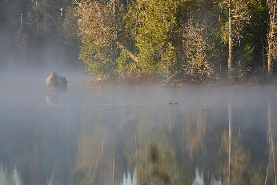 Misty Merganser Morning Photograph by David Porteus