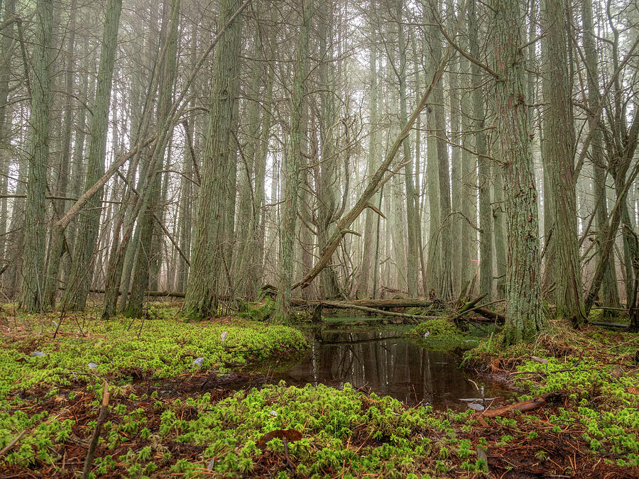 Misty Morn in the Cedar Swamp New Jersey Pine Barrens Photograph by Kristia Adams Misty Morn in the Cedar Swamp New Jersey Pine Barrens Photograph by Kristia Adams