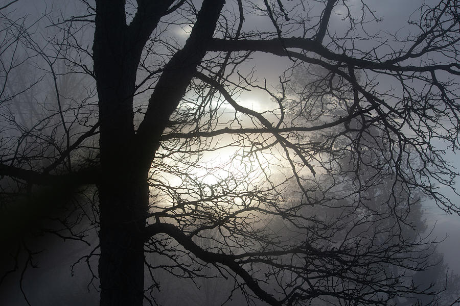 Misty Morning 3 Photograph by Aggy Duveen
