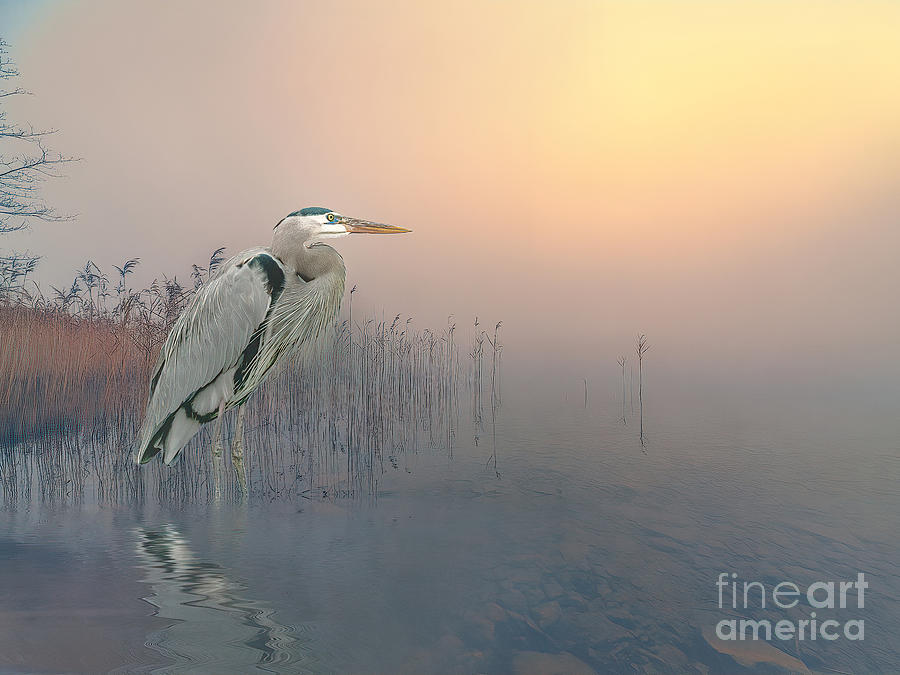 Heron Digital Art - Misty Morning at the lake by Brian Tarr