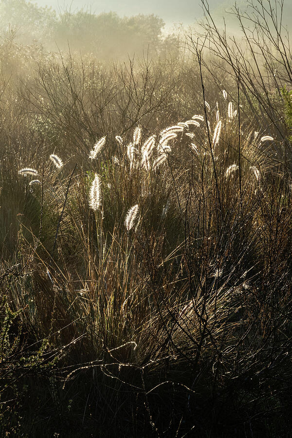 Misty Morning Backlight Photograph by Robert VanDerWal - Fine Art America