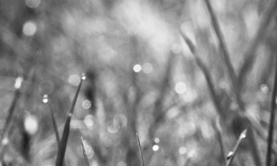 Misty Morning Dew Photograph by Iina Van Lawick