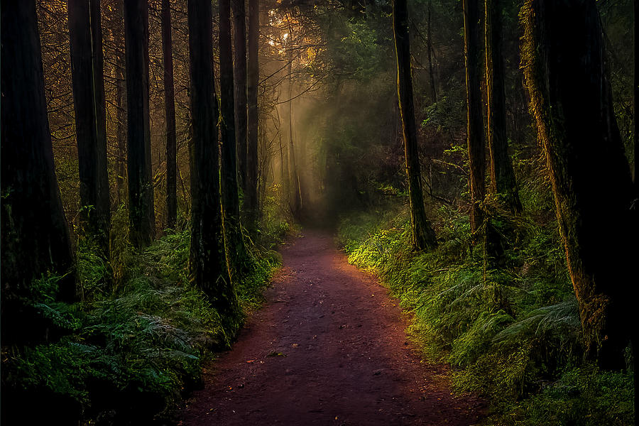 Misty morning forest path Photograph by Bill Posner