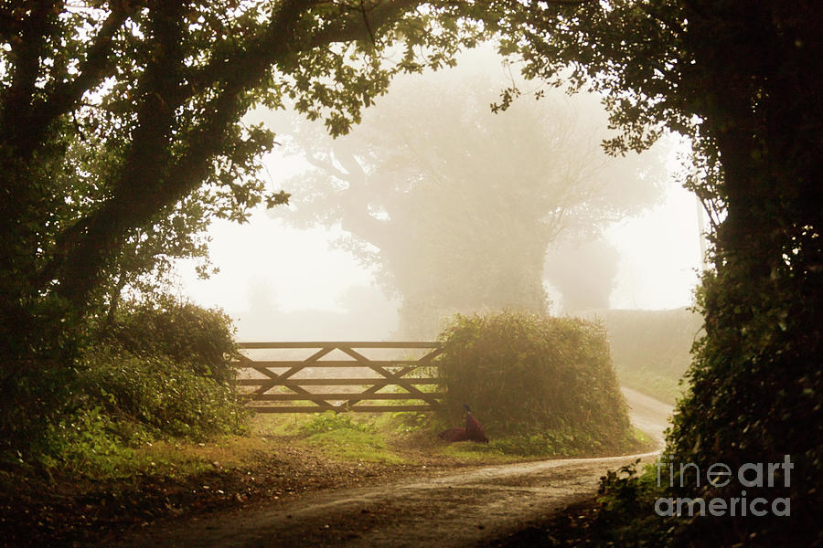Fall Photograph - Misty Morning in the Country by Terri Waters