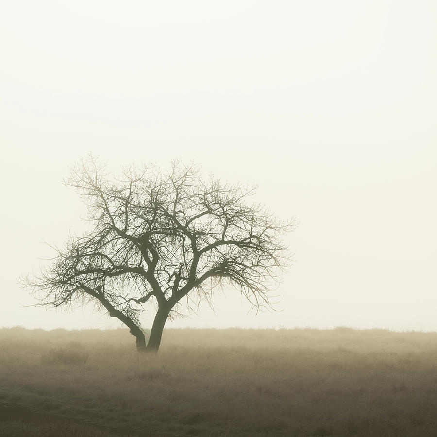 Misty Morning Photograph by Jon Snyder