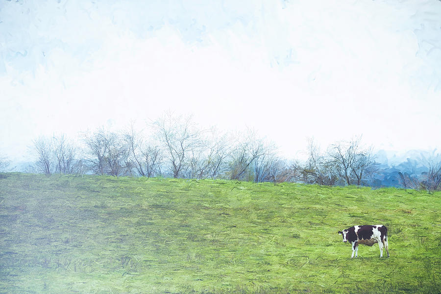 Cow Photograph - Misty Morning Moo 2 by Jim Love