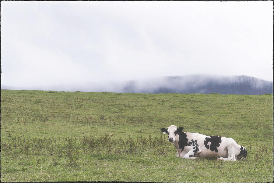 Cow Photograph - Misty Morning Moo by Jim Love