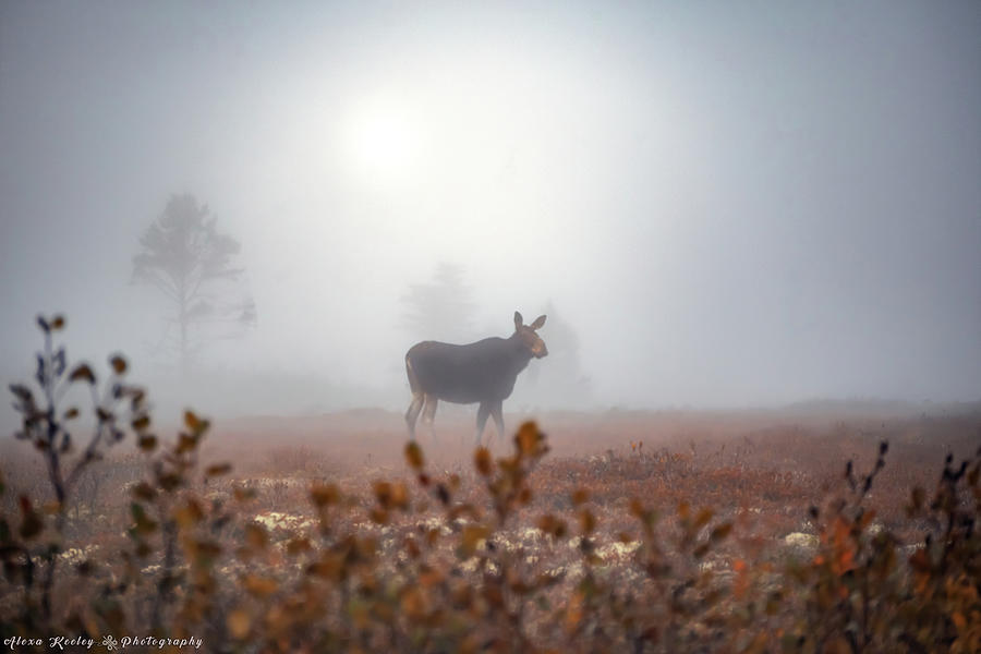 Misty Morning Moose Photograph
