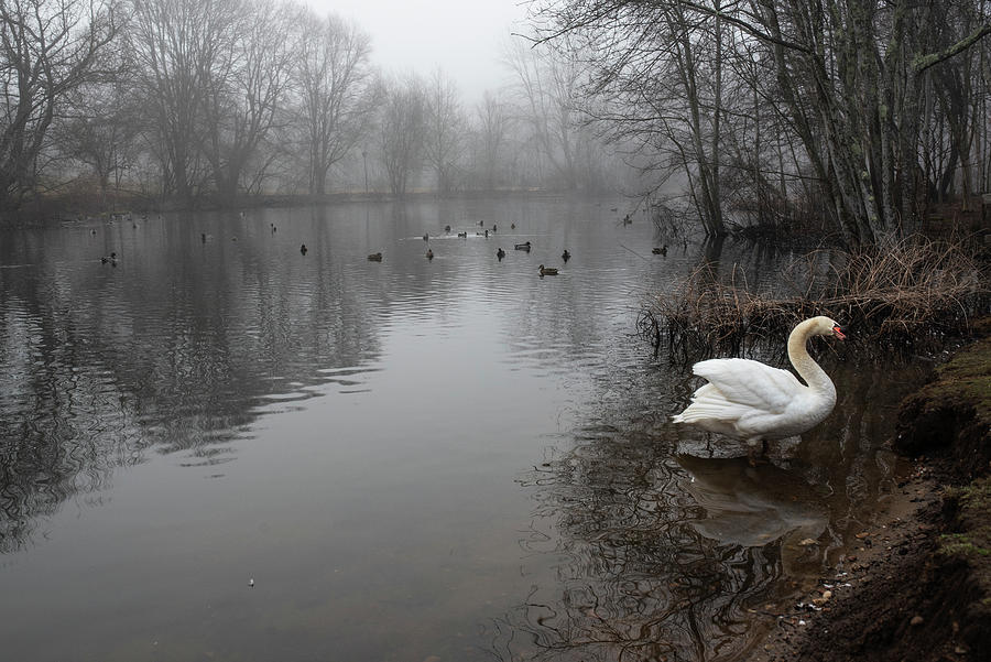 Misty Morning on Jenny Pond in Plymouth Massachusetts Beautiful Swan Photograph by Toby McGuire