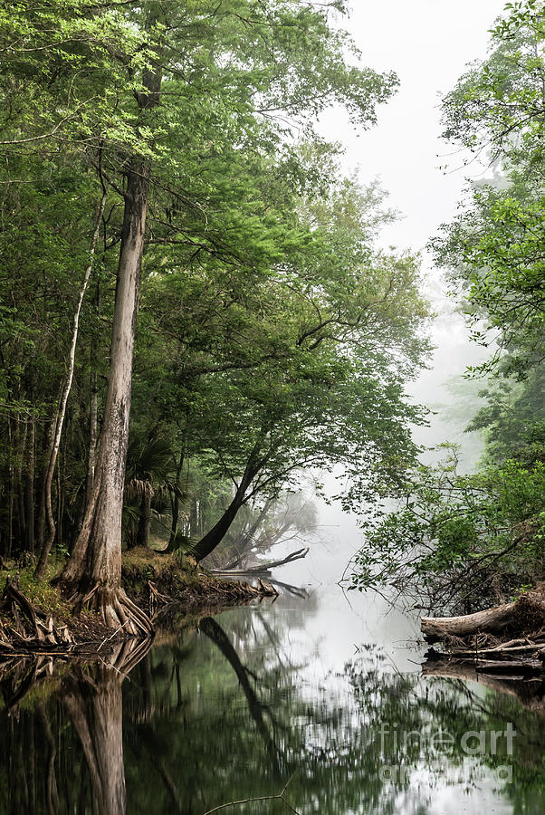 Bald Cypress Photograph - Misty Morning on the Hillsborough River by John Arnaldi