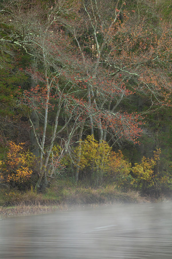Misty Morning on the Wading River Photograph by Kristia Adams