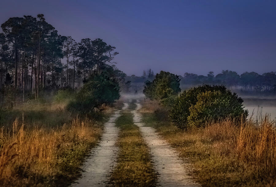 Misty Morning Over Pine Glades Photograph by Rebecca Herranen
