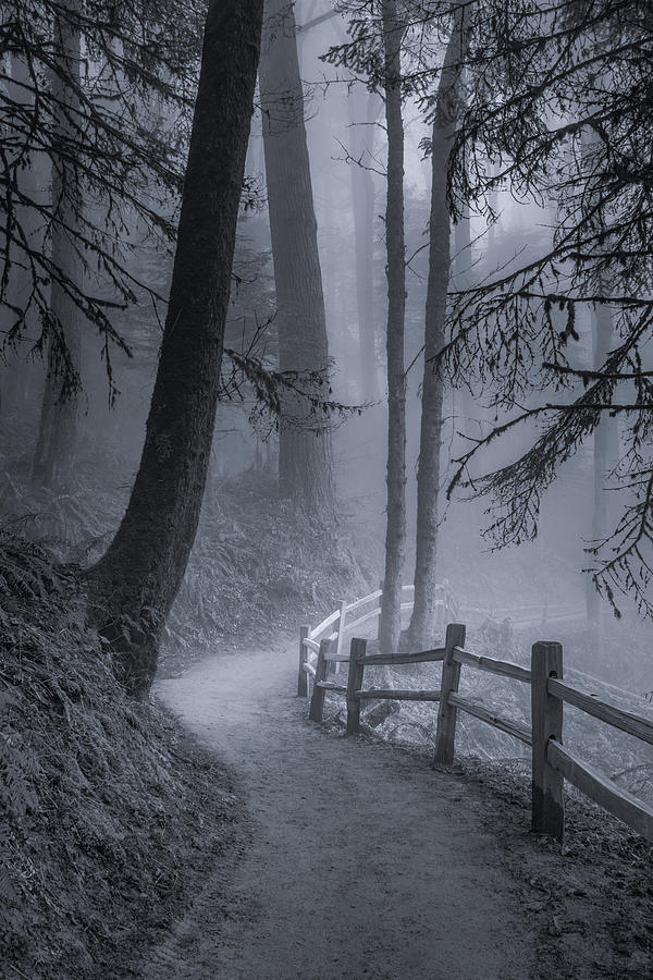 Misty Morning Trail Photograph by Don Schwartz