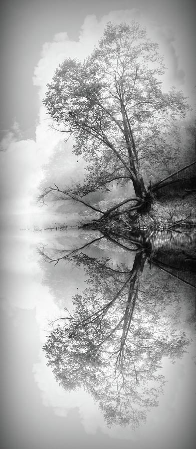 Misty Morning Tree Reflections Black and White Photograph by Debra and Dave Vanderlaan