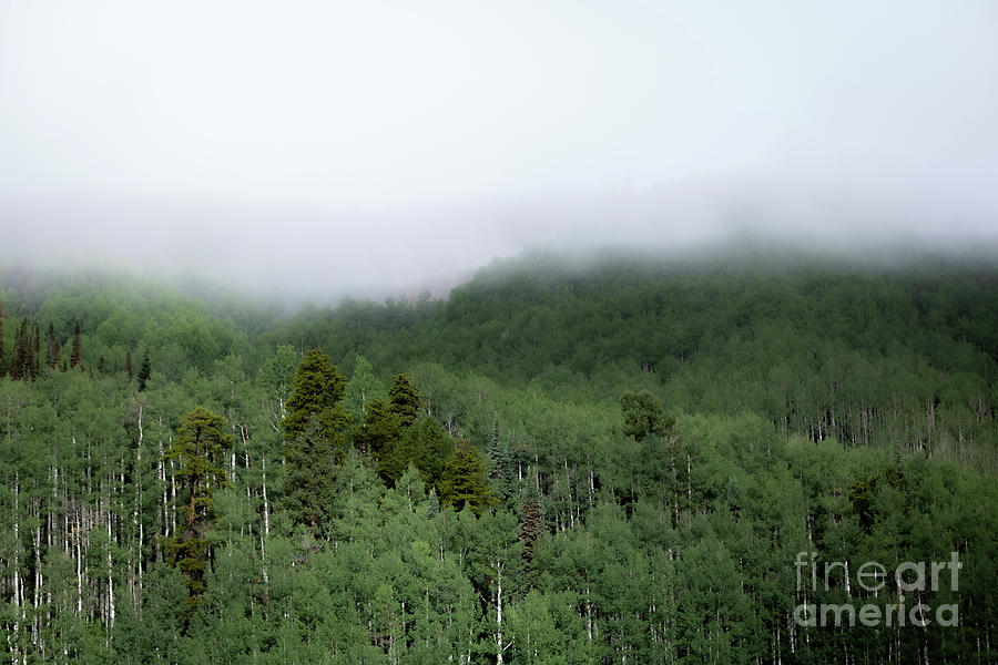 Misty Morning Trees Photograph by Courtney Eggers