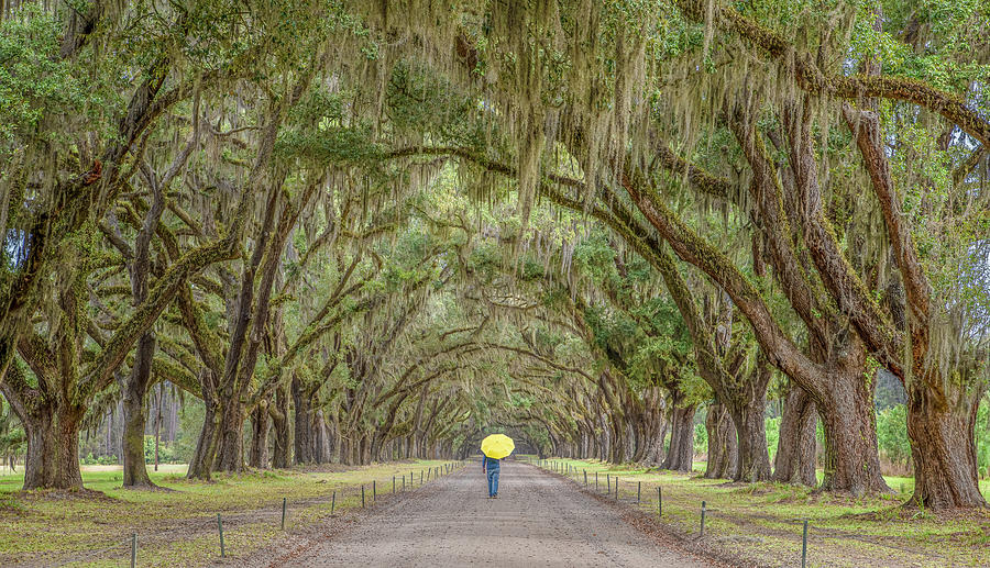 Misty Morning Under the Live Oaks Photograph by Marcy Wielfaert