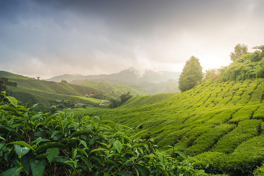 Misty morning with sunrise over tea plantation in Malaysia Photograph by Dulyanut Swdp