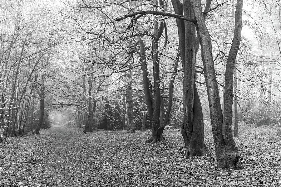 Misty morning woods  Photograph by Shirley Mitchell