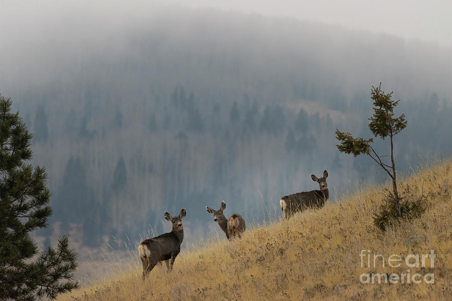 Misty Mountain Deer Trio Photograph by Steven Krull