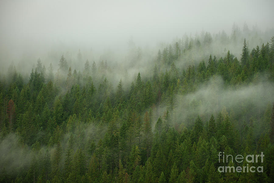Forest Photograph - Misty Mountain Forest by Jennylynn Fields