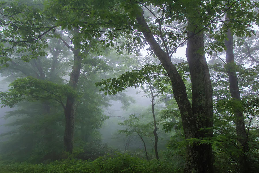 Misty Oak Forest Photograph by White Mountain Images