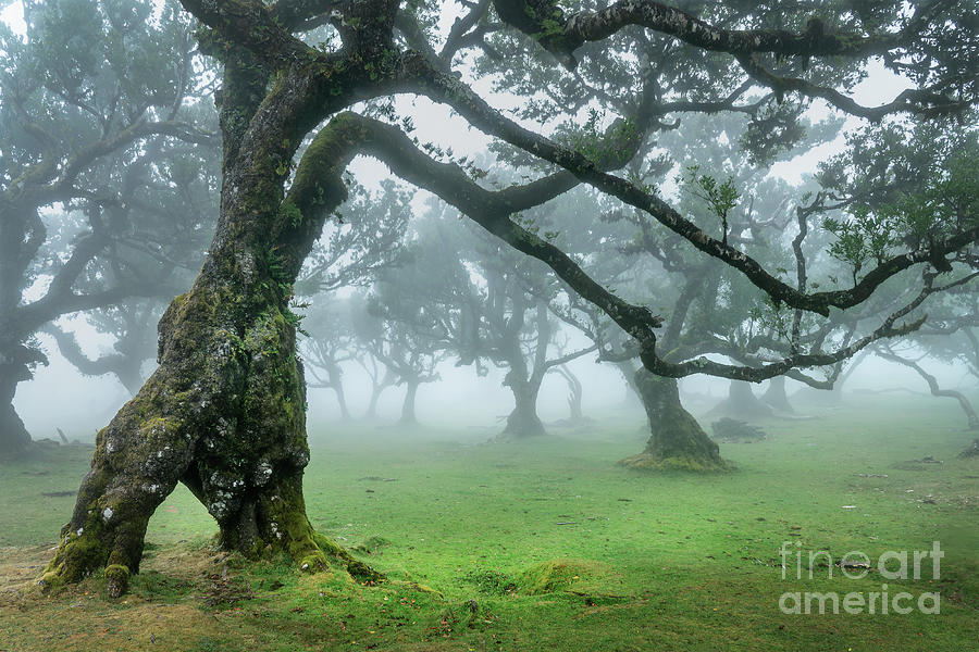 Misty old trees in Madeira island, Portugal Photograph by Delphimages ...