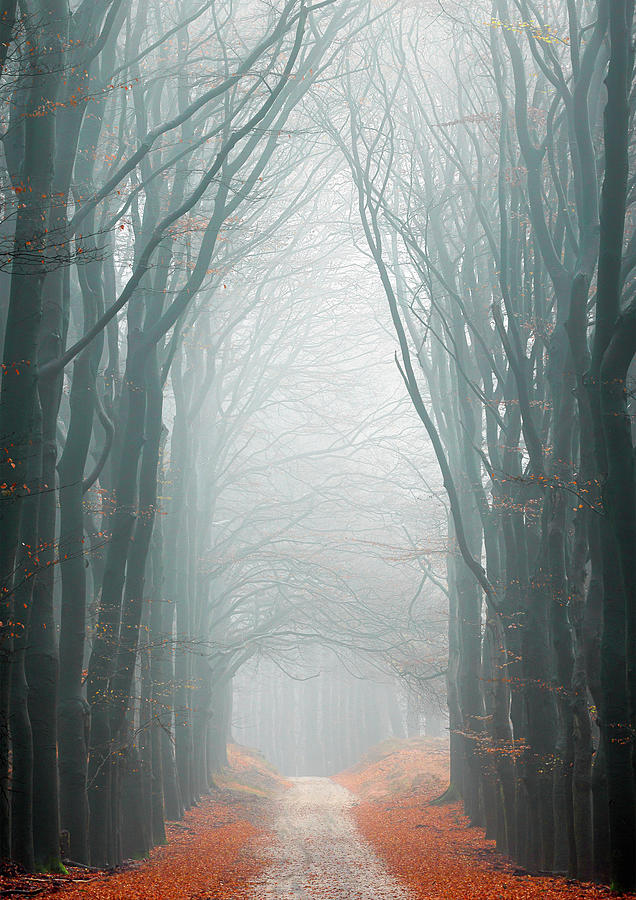 Misty orange forest lane Photograph by Patrick Van Os