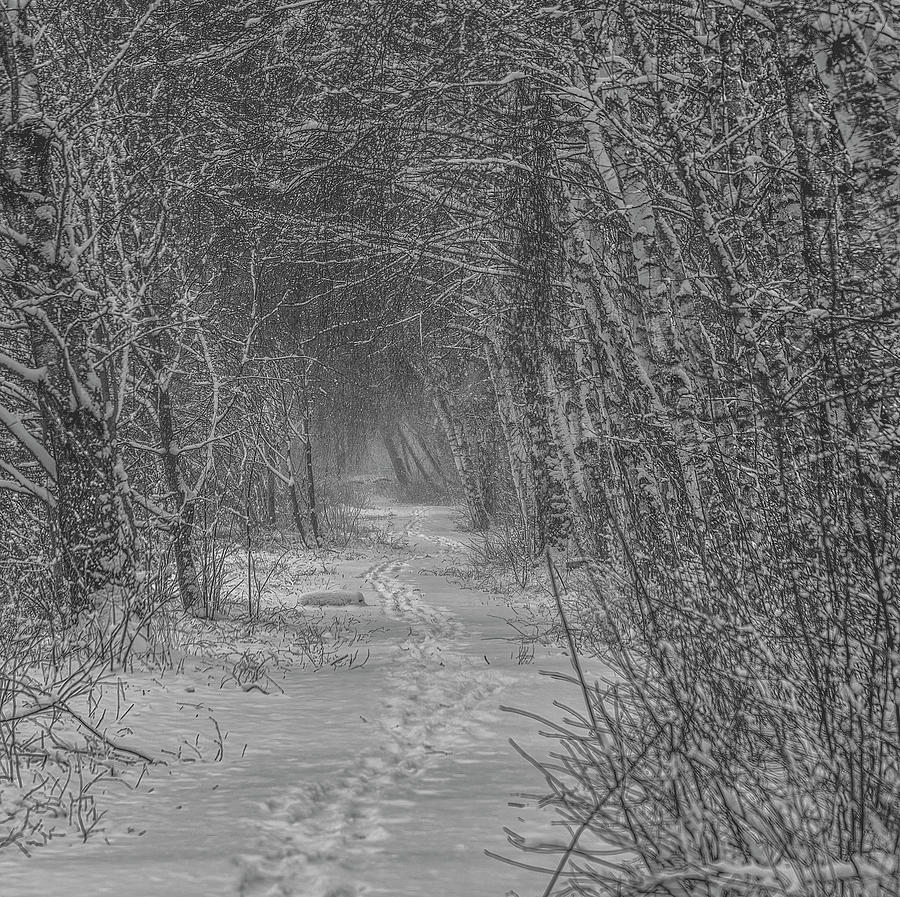 Tree Photograph - Misty path BW #j6 by Leif Sohlman