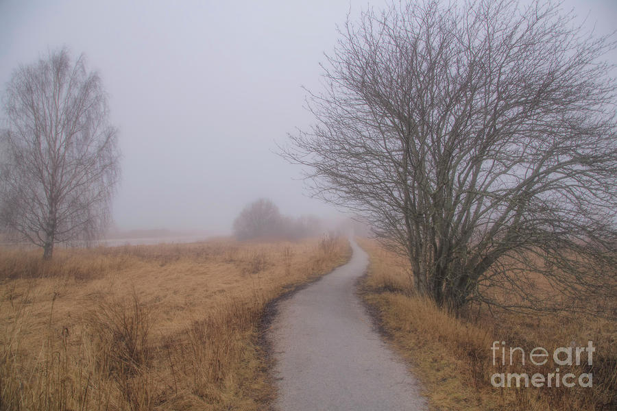 Misty Path Photograph