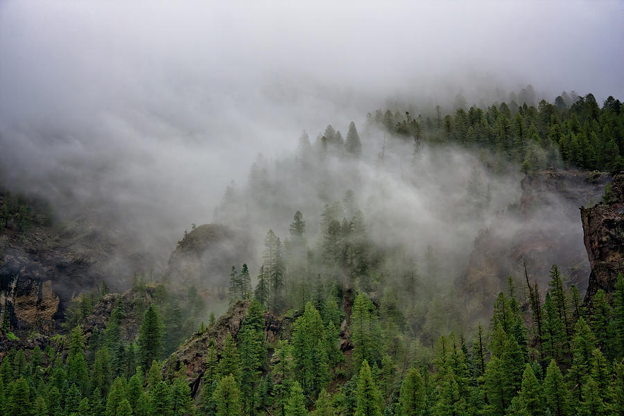 Misty Pines Photograph by Lana Trussell