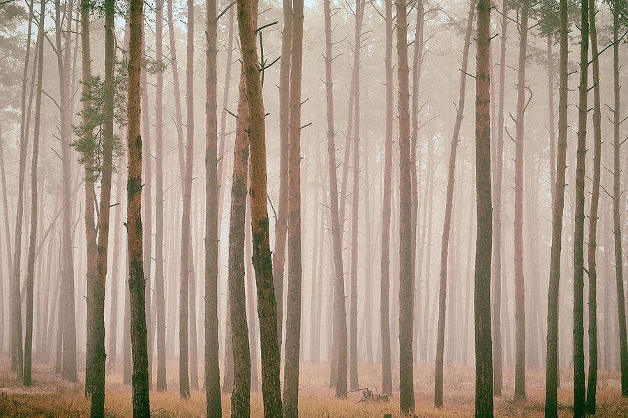 Misty Pines Photograph by Andrii Maykovskyi