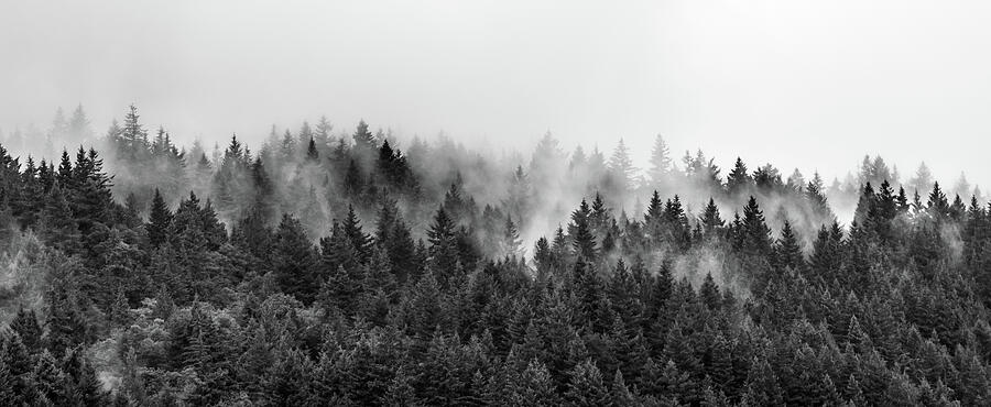 Misty Pines Photograph by Tracy Munson - Fine Art America