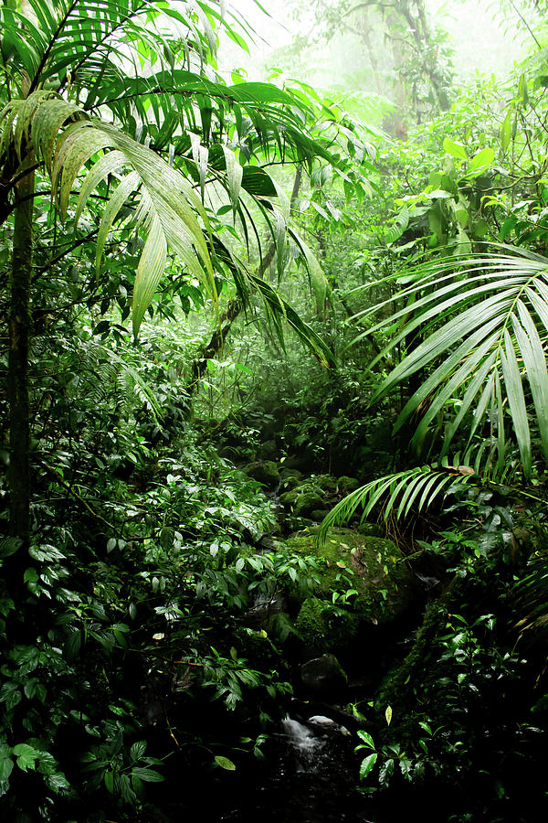 Jungle Photograph - Misty Rainforest Creek by Nicklas Gustafsson