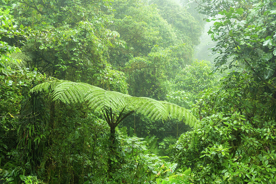 Jungle Photograph - Misty rainforest in Monteverde cloud forest reserve by Juhani Viitanen