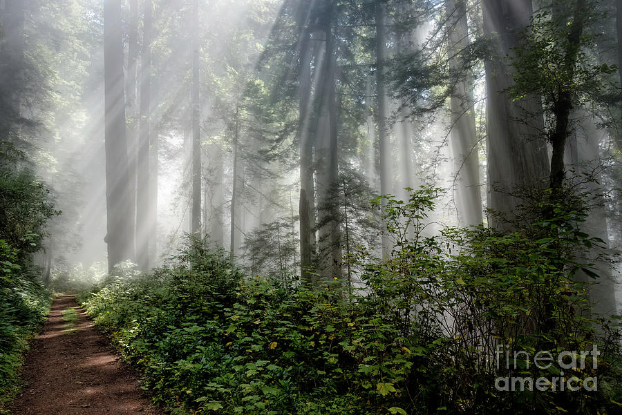 Misty Redwood Trail 2 Photograph by Al Andersen
