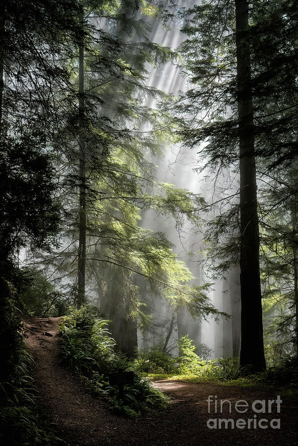 Misty Redwood Trail Photograph by Al Andersen