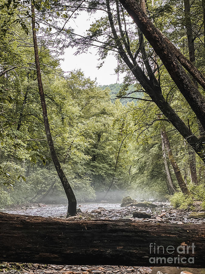 Misty River in Dense Forest Photograph by Kyle Gonzalez - Pixels