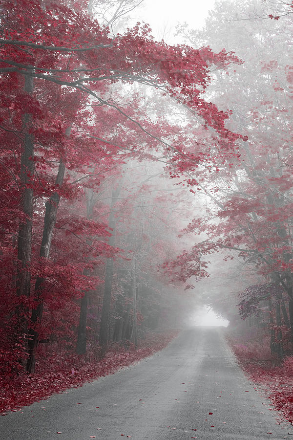 Misty Road, Burgundy Red Trees Photograph by Brooke T Ryan