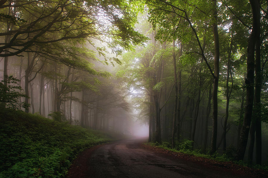 Misty road Photograph by Plamen Petkov