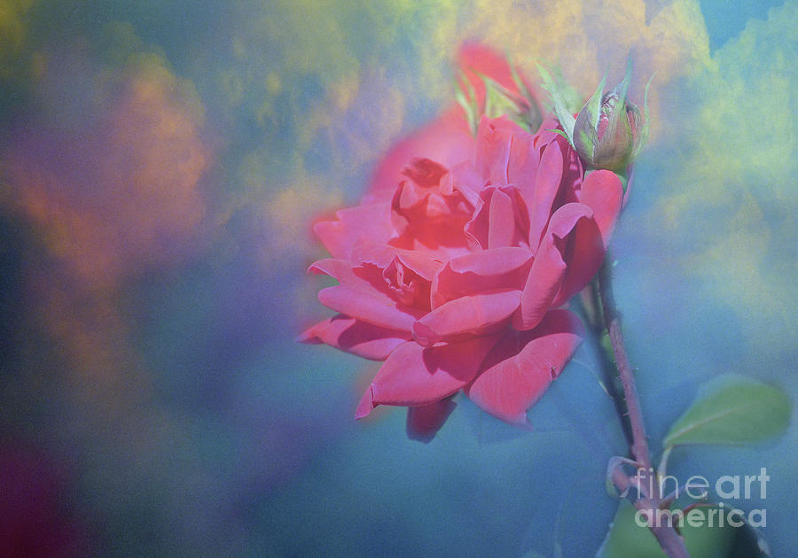 Rose Digital Art - Misty Rose by Linda Cox