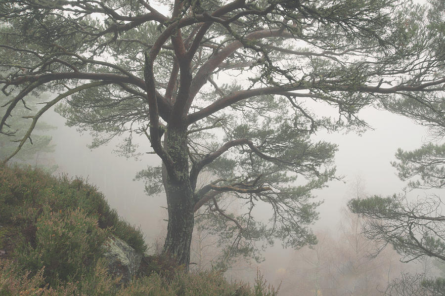 Misty Scots Pine Photograph by Gavin MacRae
