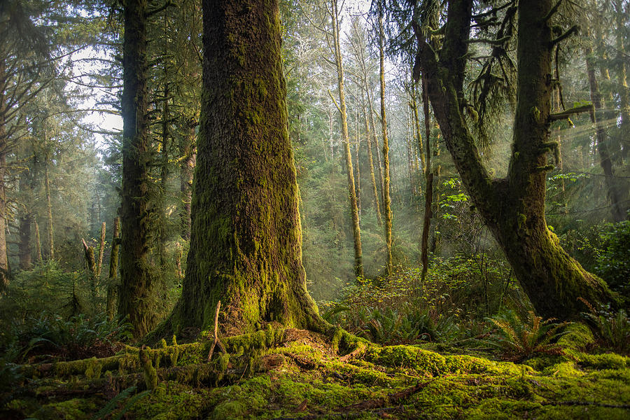 Misty Sentinel Photograph by Bill Posner